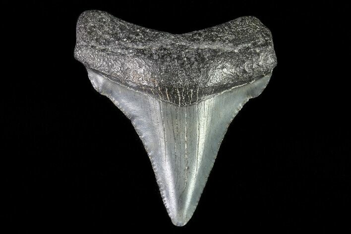 Juvenile Megalodon Tooth - Georgia #75383